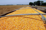 Белорусские аграрии и 1 млн т зерна кукурузы